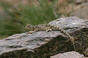 Images Dated 16th August 2005: Toad-agama Tso Kar basin (4500m) Changthang, Ladakh, J&K. India