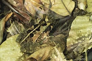 Toad (Bufo melanochlorus)