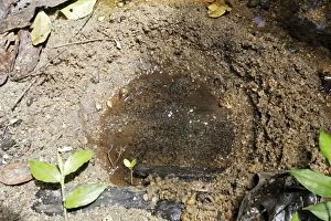 Images Dated 3rd February 2007: Toad Eggs - in nest hollowed by female next to stream for protection from fish
