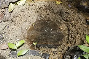 Spawn Prints: Toad Eggs - in nest hollowed by female next to stream for protection from fish and other aquatic life