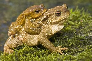 Bufo Bufo Gallery: Toad - mating near the river