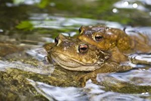 Bufo Bufo Gallery: Toad - mating in water
