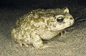 Images Dated 1st March 2010: Toad - at night - sand dunes of Central Karakum desert