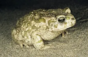 Kara Kum Prints: Toad - at night - sand dunes of Central Karakum desert - Turkmenistan - Spring - April Tm31