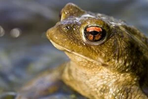 Bufo Bufo Gallery: Toad - portrait of a female