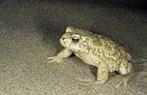 Images Dated 1st March 2010: Toad - in sand dunes of Central Karakum desert at night