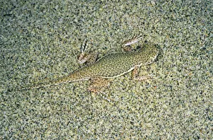 Sand Gallery: Toadheaded Agamid Lizard - uses it's camouflage colouring to hide - presses itself into the sand
