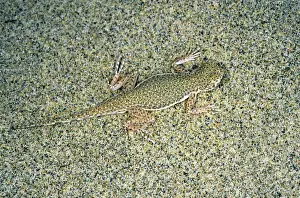 Deserts Prints: Toadheaded Agamid Lizard - uses it's camouflage colouring to hide - presses itself into the sand - sand dunes of