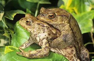 Amphbian Prints: Toads - mating UK