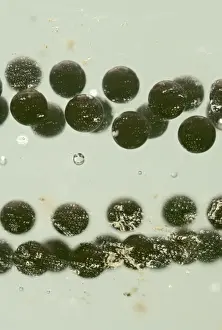 Spawn Prints: Toadspawn – fresh – common toad – 2 x at 35mm – green background Bedfordshire UK 003604h