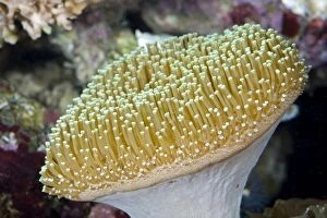 Toadstool Mushroom Leather Coral photographed in aquarium