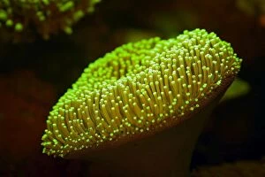 Bioluminescence Gallery: Toadstool Mushroom Leather Coral showing fluorescent