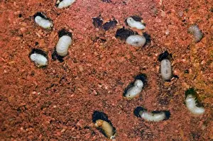 Tobacco / Cigarette Beetle larvae and pupae in infested red chilli powder. Pest of stored tobacco; also attacks wide range of stored food and plant material. Grahamstown, Eastern Cape, South Africa