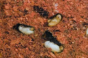 Immature Prints: Tobacco / Cigarette Beetle larvae and pupae in infested red chilli powder