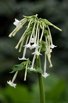Images Dated 22nd December 2005: Tobacco Plant. Borne in clusters in late summer. Has pleasant smell. Kent garden, UK. July