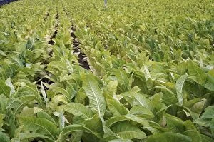 Tobacco Plant Plantation