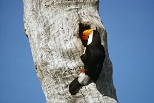 TOCO TOUCAN - with berry in beak, at tree