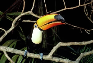 Food In Beak Collection: Toco Toucan - feeding on Jamun berry Guyana, South America