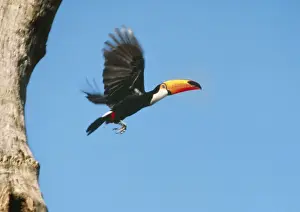 Brazil Prints: Toco Toucan FG AM 889 C Flying out of nest