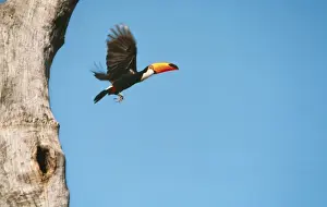 Toucan Prints: Toco Toucan FG AM 889 Flying out of nest