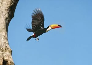 Toco TOUCAN - flying out of nest hole