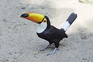 Images Dated 12th July 2007: Toco Toucan - on the ground, Lower Saxony, Germany