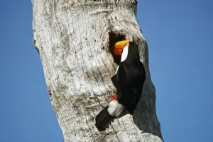 Toucan Prints: Toco Toucan Mato Groso, Brasil