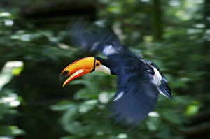 Images Dated 20th August 2012: Toco Toucan (Ramphastos toco) flying through