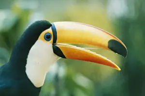 Beak Prints: Toco Toucan RB 11 Rhamphastos toco © Roberto Bunge / ARDEA LONDON