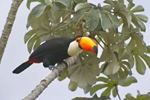 Images Dated 23rd July 2010: Toco Toucan - single adult sitting on a Cecropia tree
