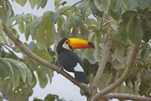 Images Dated 23rd July 2010: Toco Toucan - single adult sitting on a Cecropia tree