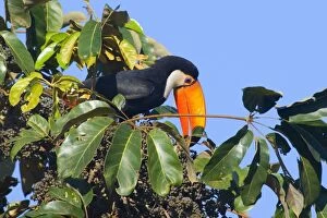 Toco Toucan - single adult sitting on a fruit-laden