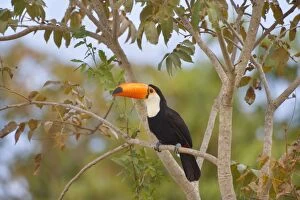 Images Dated 23rd July 2010: Toco Toucan - single adult sitting on a tree
