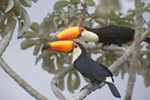 Images Dated 23rd July 2010: Toco Toucan - two single adults sitting on a Cecropia tree