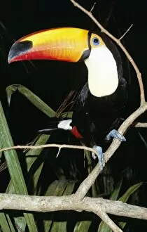 Images Dated 3rd May 2005: Toco Toucan South america