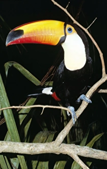 Images Dated 3rd May 2005: Toco Toucan South america
