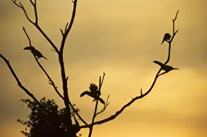Toucan Prints: Toco Toucans - In Tree at Sunset Iguazu, Argentina BI006316