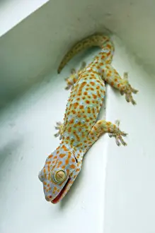 Wall Prints: Tokay Gecko - adult on a corner of a building after night feeding on insects - attracted by the light