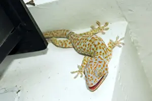 Tokay Gecko - adult on a corner of a building after night feeding on insects - attracted by the light (one moth is still above the light). Tokay Gecko active in the night and hides during day. Bohol, Philippines. February. Ph41. 0461