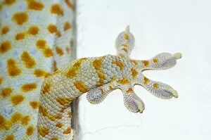 Tokay Gecko - adult front foot holding onto a corner of a building