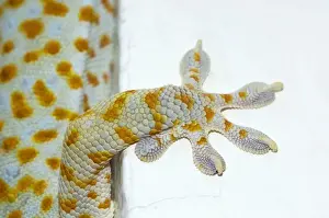 Toes Prints: Tokay Gecko - adult front foot holding onto a corner of a building - Bohol - Philippines - Early morning - February