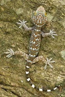 Tokeh / Tokee - juvenile (Gekko gecko)