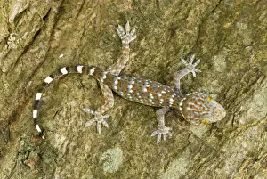 Geckos Prints: Tokeh / Tokee - juvenile - Thailand