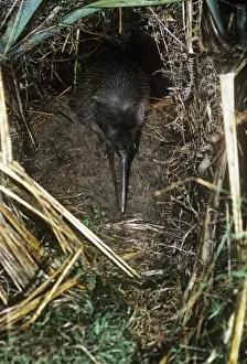 Kiwi Prints: Tokoeka / Stewart Island Brown Kiwi - female leaving breeding burrow