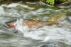 TOM-1439 Cutthroat Trout - in small spawning stream