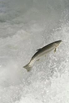 TOM-1491 Rainbow Trout / Steelhead - jumping falls on Pacific Northwest river on migration to spawning bed