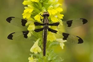 TOM-1520 Twelve-spotted Skimmer Dragonfly - believed to be a female