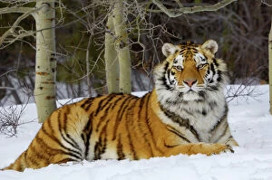 Tigers Gallery: TOM-1581