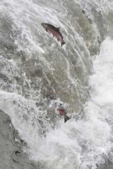 TOM-1638 Coho / Silver Salmon - attempting to jump falls while on fall spawning migration up freshwater river