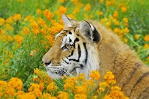 TOM-1657 Bengal Tiger - in orange mustard flowers